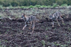 Canis lupus pallipes