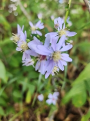Symphyotrichum shortii
