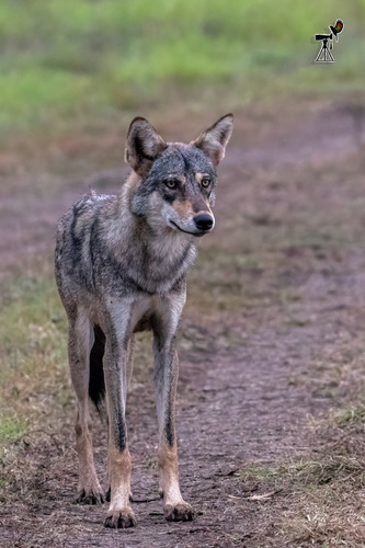 Persian and Indian Wolf
