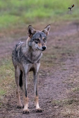 Canis lupus pallipes