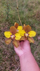 Cyrtochilum macranthum