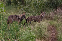 Canis lupus pallipes