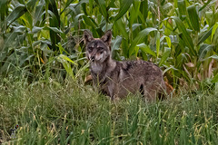 Canis lupus pallipes