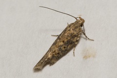 Scrobipalpa ocellatella