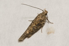 Scrobipalpa ocellatella