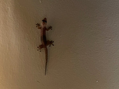Gehyra mutilata