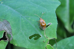 Aulacophora