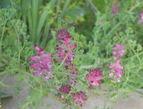 Image of Fumaria densiflora by (c) Andre Hosper, some rights reserved (CC BY)