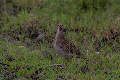 Ortygornis pondicerianus