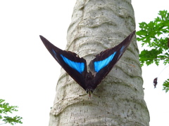 Archaeoprepona demophon