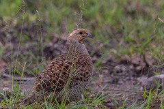 Ortygornis pondicerianus