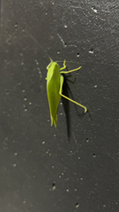 Microcentrum rhombifolium