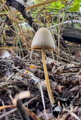 Psathyrella longipes