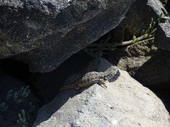 Liolaemus nigromaculatus