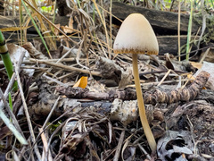 Psathyrella longipes