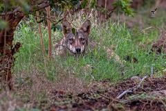 Canis lupus pallipes