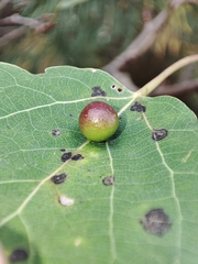 Harmandiola tremulae