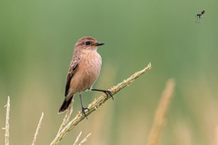Saxicola caprata