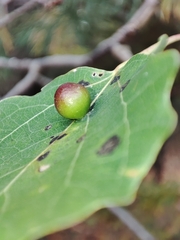 Harmandiola tremulae