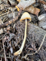 Psathyrella longipes