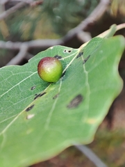 Harmandiola tremulae