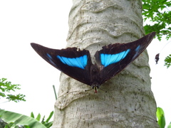 Archaeoprepona demophon