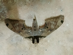 Adhemarius gannascus