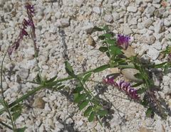 Vicia villosa