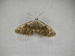Araeopteron amoena
