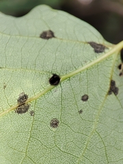 Harmandiola tremulae