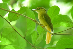 Onychorhynchus coronatus
