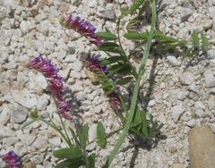 Vicia villosa
