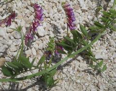 Vicia villosa