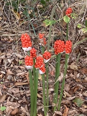 Arum cylindraceum