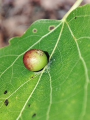 Harmandiola tremulae