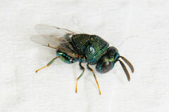 Perilampidae