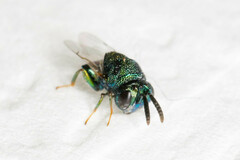 Perilampidae