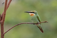 Merops persicus