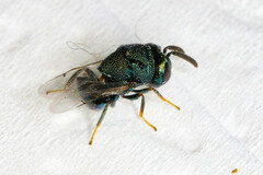 Perilampidae