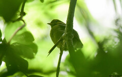 Ceratopipra mentalis