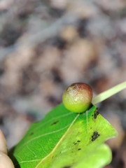 Harmandiola tremulae