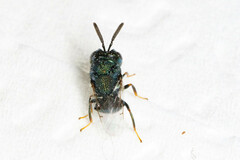 Perilampidae