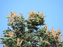 Abies cephalonica