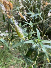 Asclepias incarnata