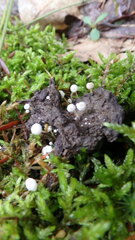 Asterophora lycoperdoides