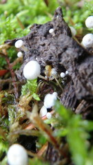 Asterophora lycoperdoides