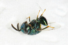 Perilampidae