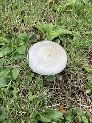 Leucoagaricus leucothites