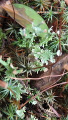 Cladonia phyllophora