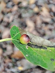 Harmandiola tremulae